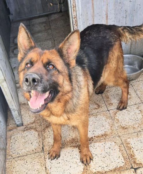 IRIS,GIOVANE PASTORE IN CANILE! | Foto 5