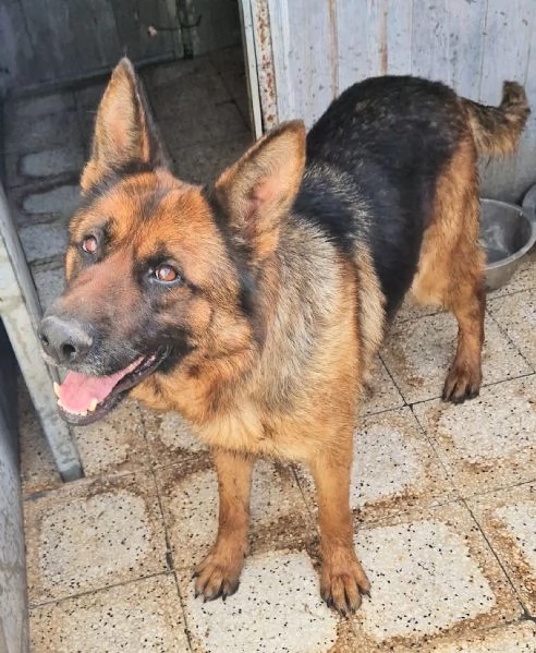 IRIS,GIOVANE PASTORE IN CANILE! | Foto 4