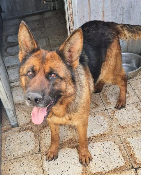 IRIS,GIOVANE PASTORE IN CANILE! | Foto 3