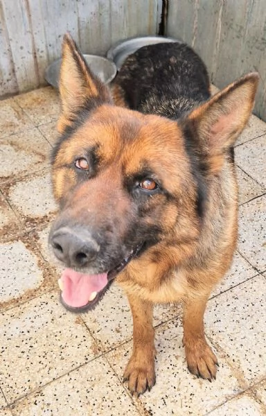 IRIS,GIOVANE PASTORE IN CANILE! | Foto 0