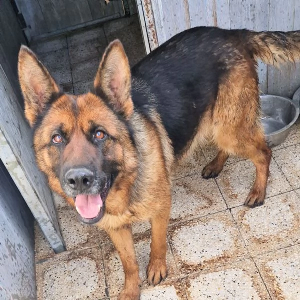 IRIS,GIOVANE PASTORE IN CANILE!