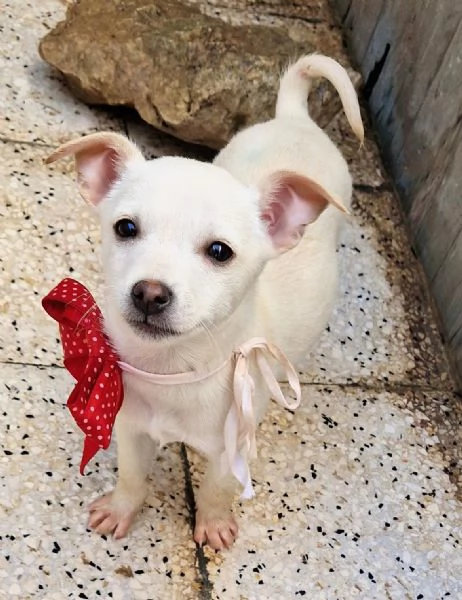 MILLY,IN CANILE! | Foto 6