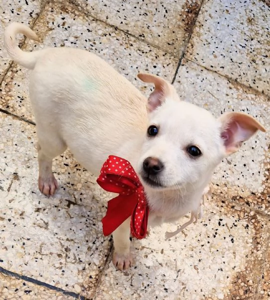 MILLY,IN CANILE! | Foto 5