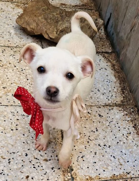 MILLY,IN CANILE! | Foto 4