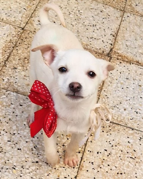 MILLY,IN CANILE! | Foto 2