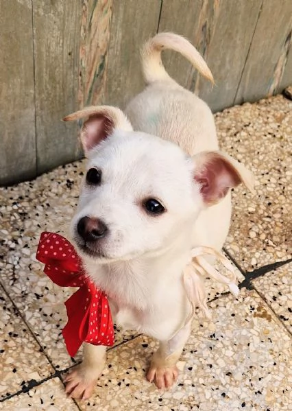 MILLY,IN CANILE! | Foto 1