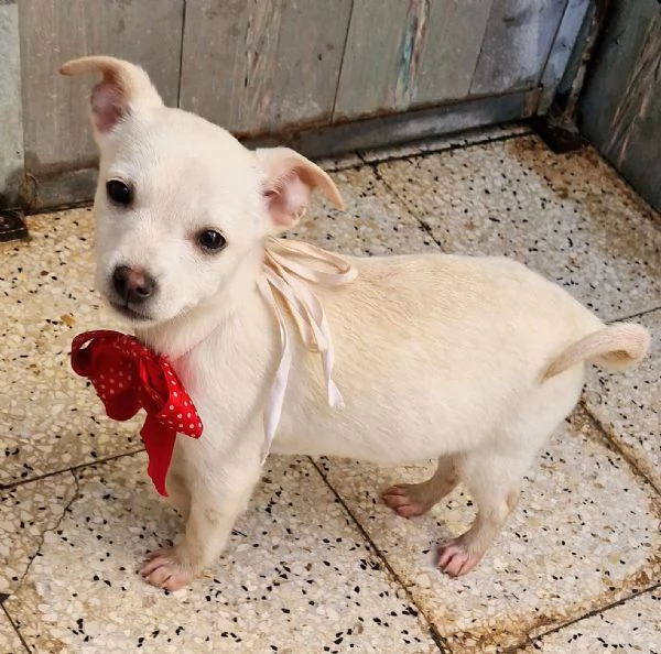 MILLY,IN CANILE! | Foto 0