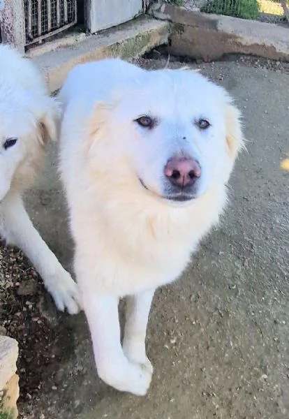 DAFNE,IN CANILE! | Foto 6