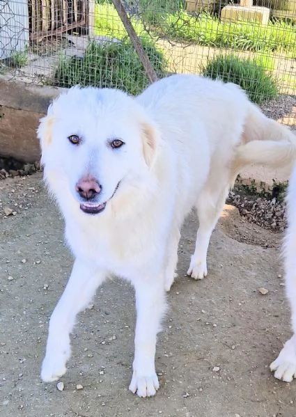 DAFNE,IN CANILE! | Foto 4