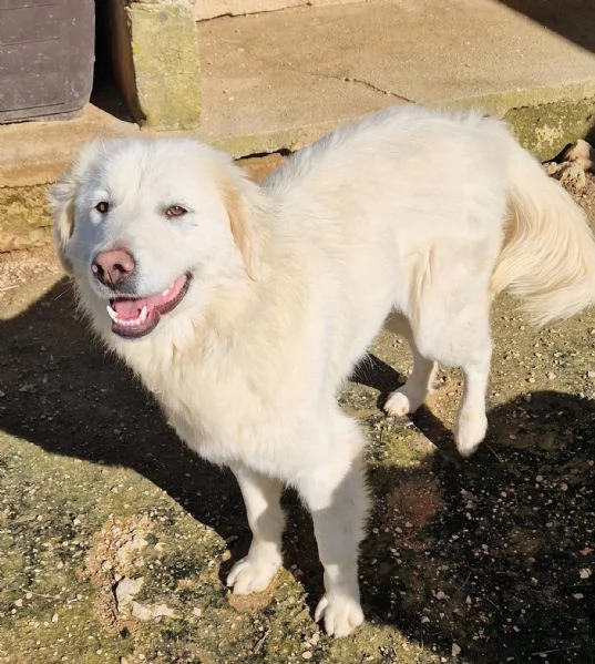 DAFNE,IN CANILE! | Foto 3