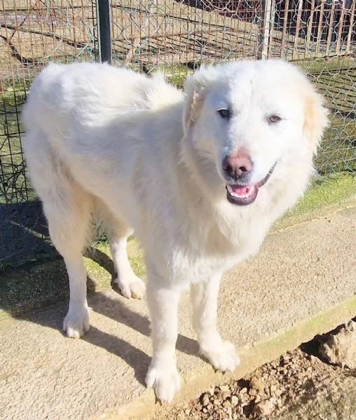 DAFNE,IN CANILE! | Foto 1