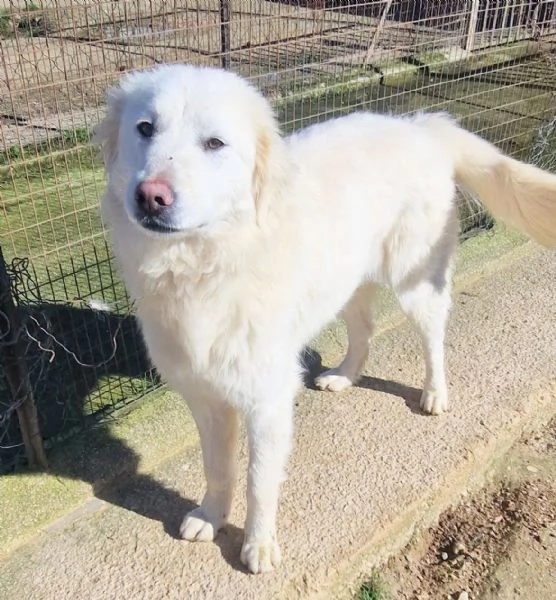 DAFNE,IN CANILE! | Foto 0