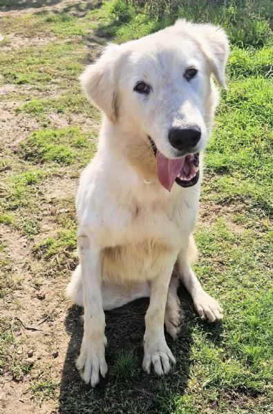 SONNY,IL GIGANTE BUONO,IN CANILE! | Foto 6