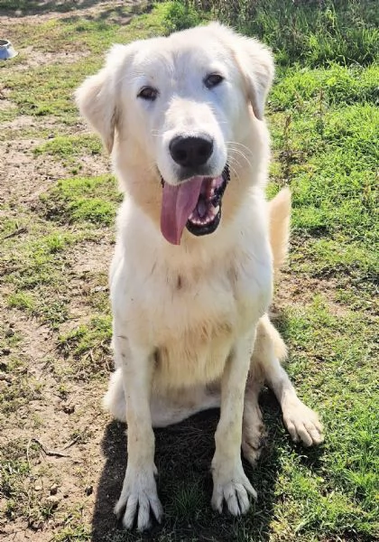 SONNY,IL GIGANTE BUONO,IN CANILE! | Foto 5