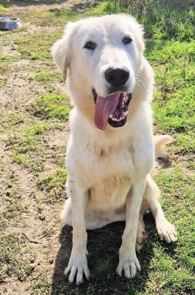 SONNY,IL GIGANTE BUONO,IN CANILE! | Foto 3