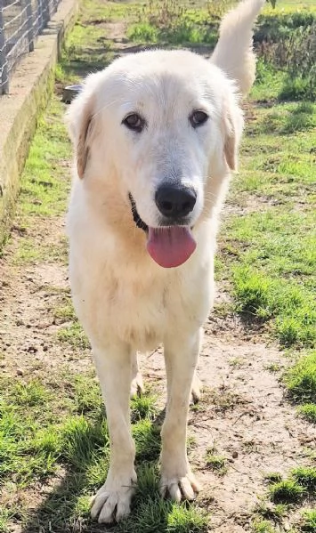 SONNY,IL GIGANTE BUONO,IN CANILE! | Foto 2