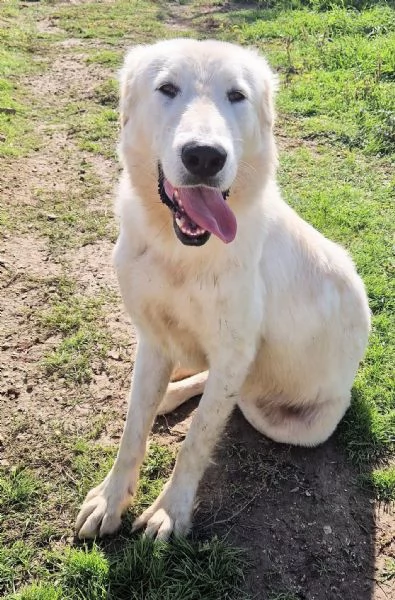 SONNY,IL GIGANTE BUONO,IN CANILE! | Foto 1