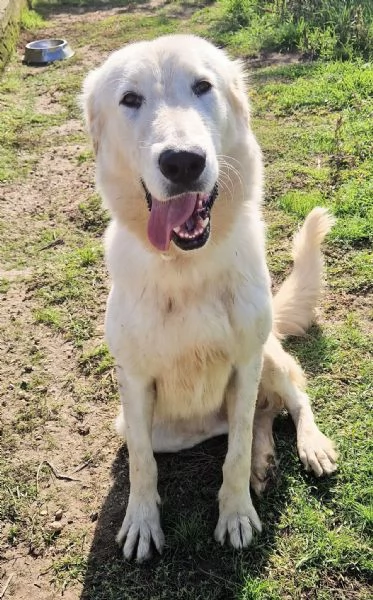 SONNY,IL GIGANTE BUONO,IN CANILE! | Foto 0