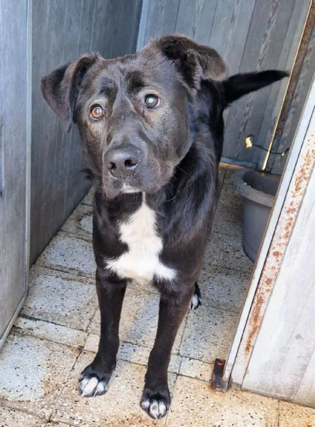 SALVA BRUNO DAL CANILE!