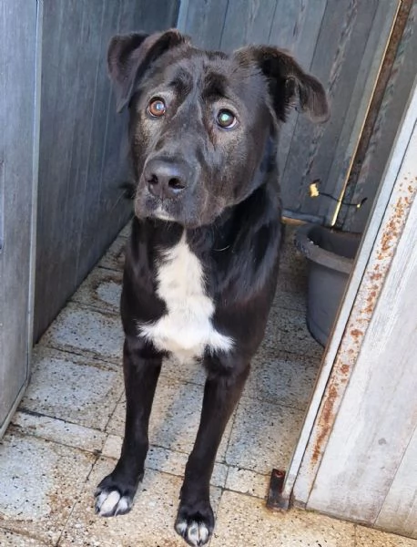 SALVA BRUNO DAL CANILE! | Foto 6