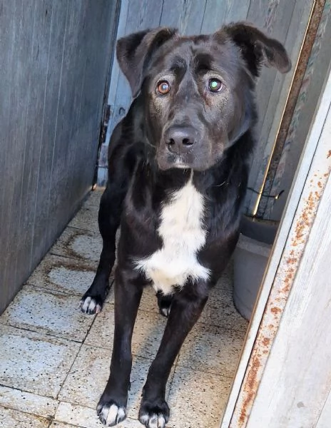 SALVA BRUNO DAL CANILE! | Foto 5