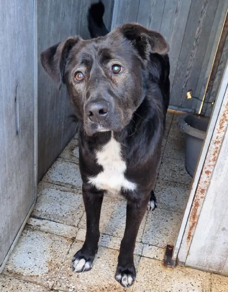 SALVA BRUNO DAL CANILE! | Foto 4