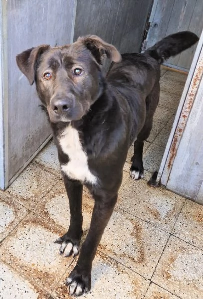 SALVA BRUNO DAL CANILE! | Foto 3