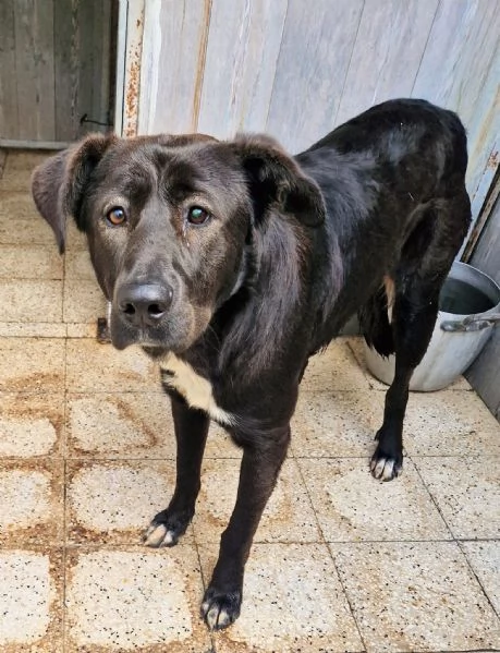 SALVA BRUNO DAL CANILE! | Foto 2