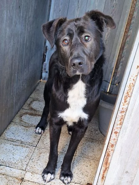 SALVA BRUNO DAL CANILE! | Foto 1