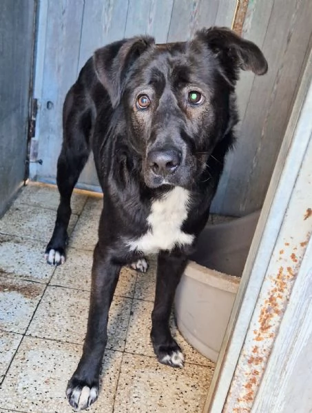 SALVA BRUNO DAL CANILE! | Foto 0