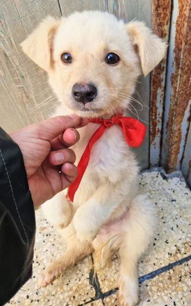 ADOTTA IL DOLCISSIMO TIMIDINO!