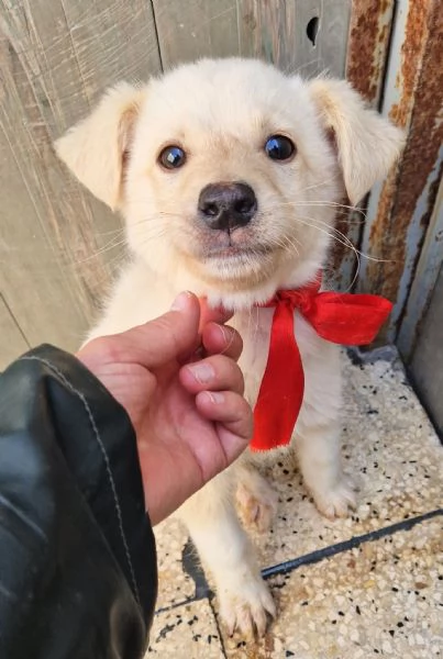 ADOTTA IL DOLCISSIMO TIMIDINO! | Foto 6