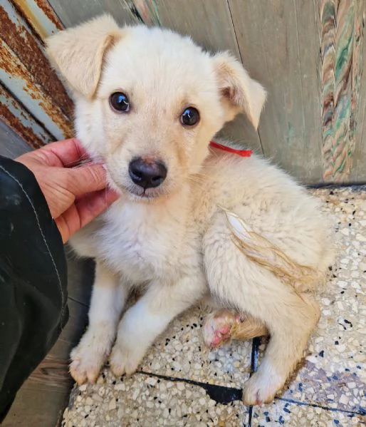 ADOTTA IL DOLCISSIMO TIMIDINO! | Foto 5