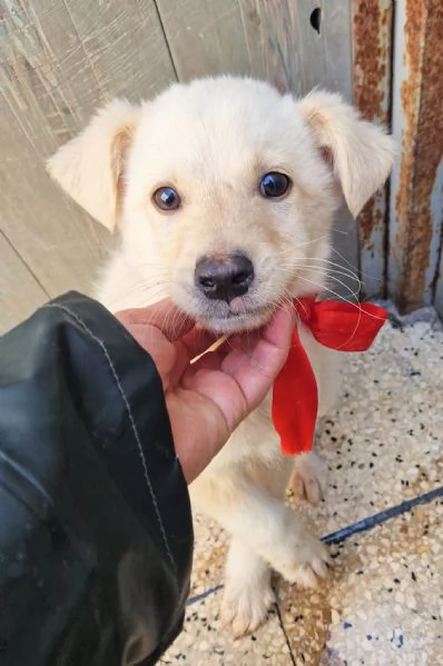 ADOTTA IL DOLCISSIMO TIMIDINO! | Foto 4