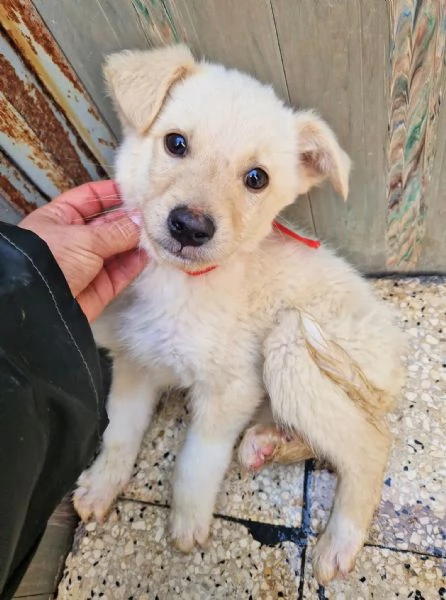 ADOTTA IL DOLCISSIMO TIMIDINO! | Foto 3