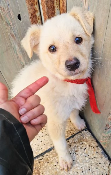 ADOTTA IL DOLCISSIMO TIMIDINO! | Foto 2