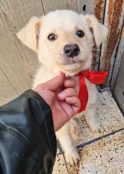 ADOTTA IL DOLCISSIMO TIMIDINO! | Foto 1