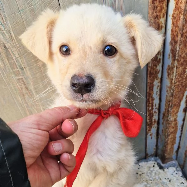 ADOTTA IL DOLCISSIMO TIMIDINO! | Foto 0