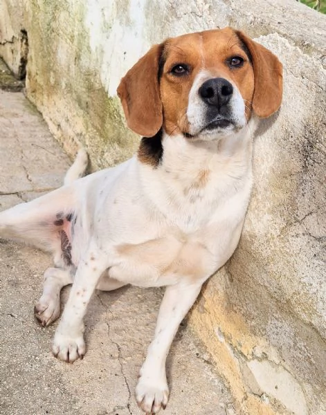 TYLER,NON DEVE FINIRE IN CANILE!