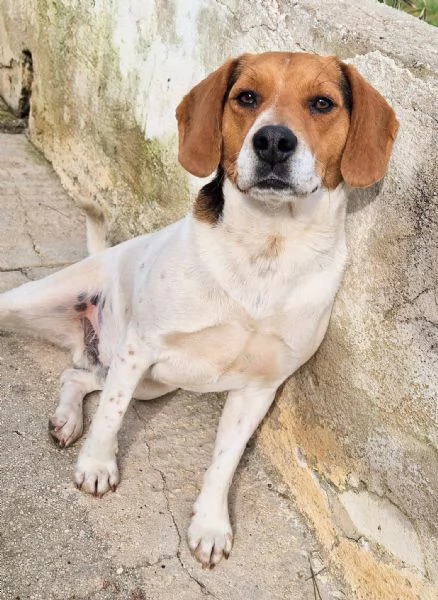 TYLER,NON DEVE FINIRE IN CANILE! | Foto 6