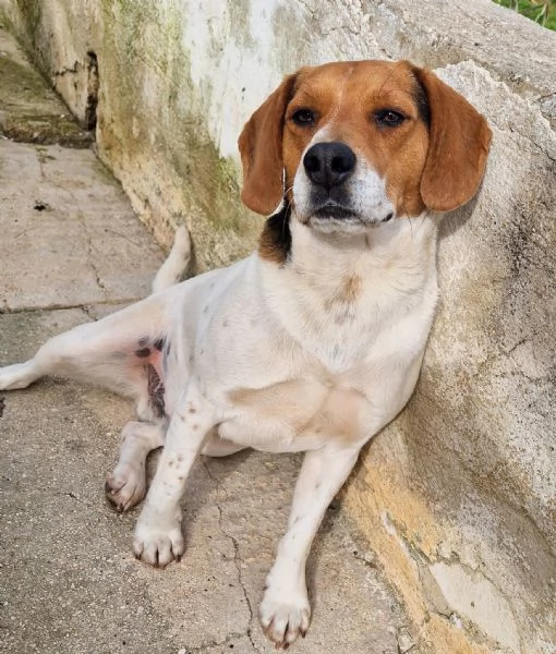 TYLER,NON DEVE FINIRE IN CANILE! | Foto 5