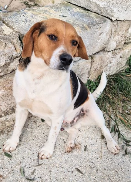 TYLER,NON DEVE FINIRE IN CANILE! | Foto 4