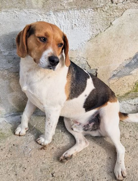 TYLER,NON DEVE FINIRE IN CANILE! | Foto 3