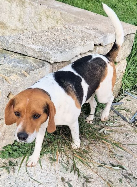 TYLER,NON DEVE FINIRE IN CANILE! | Foto 2