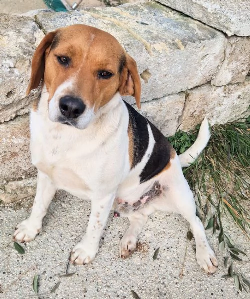 TYLER,NON DEVE FINIRE IN CANILE! | Foto 1