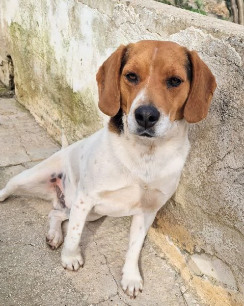 TYLER,NON DEVE FINIRE IN CANILE! | Foto 0