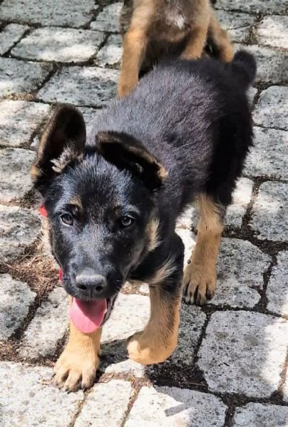 EVITIAMO IL CANILE A IGOR! | Foto 6