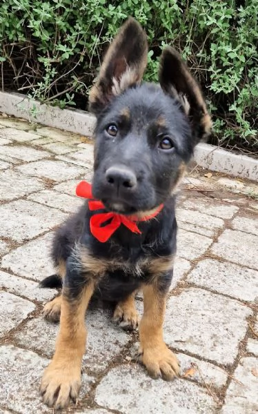 EVITIAMO IL CANILE A IGOR! | Foto 5