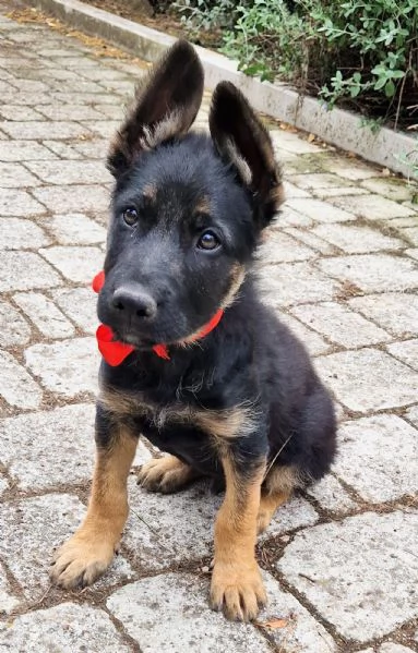 EVITIAMO IL CANILE A IGOR! | Foto 4
