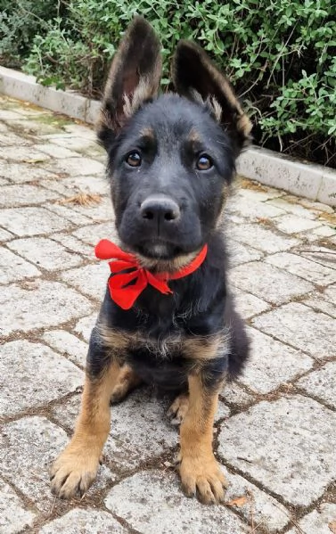 EVITIAMO IL CANILE A IGOR! | Foto 3
